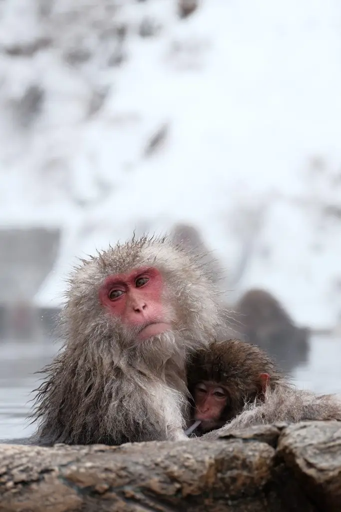 Snow monkeys, Japan in winter