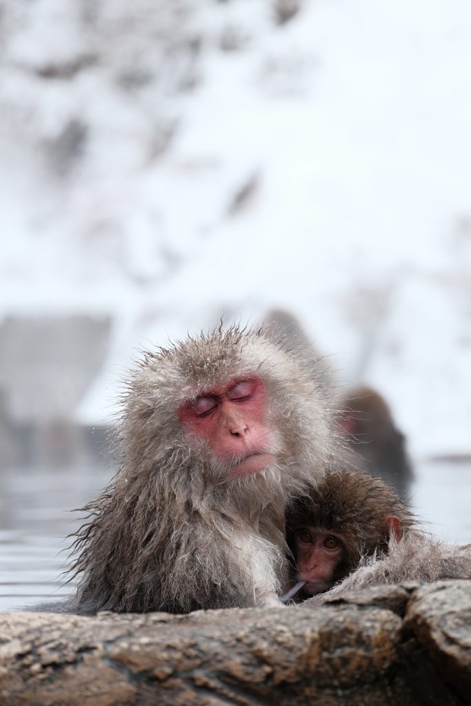 Snow monkeys, Japan in winter