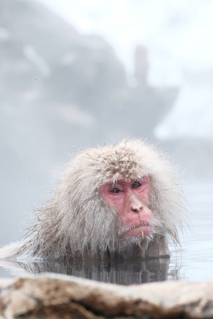 Snow monkeys, Japan in winter