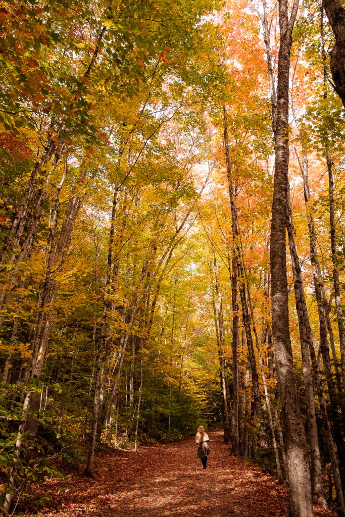 Fall foliage, Kancamagus Highway, New Hampshire, New England, USA