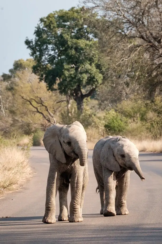 Kruger National Park, South Africa