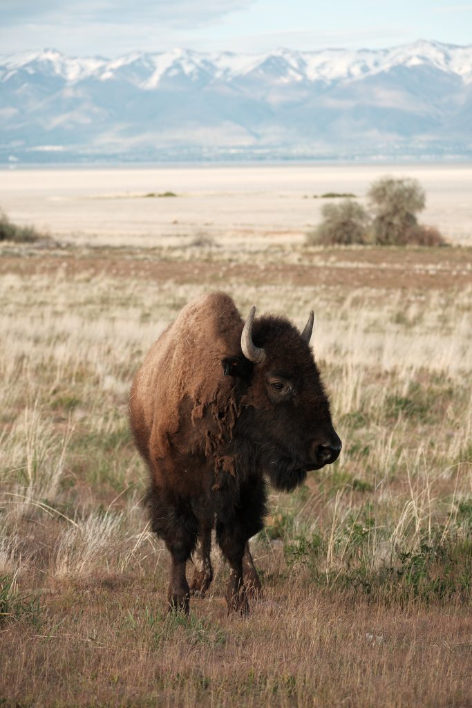 Antelope Island, Utah, USA