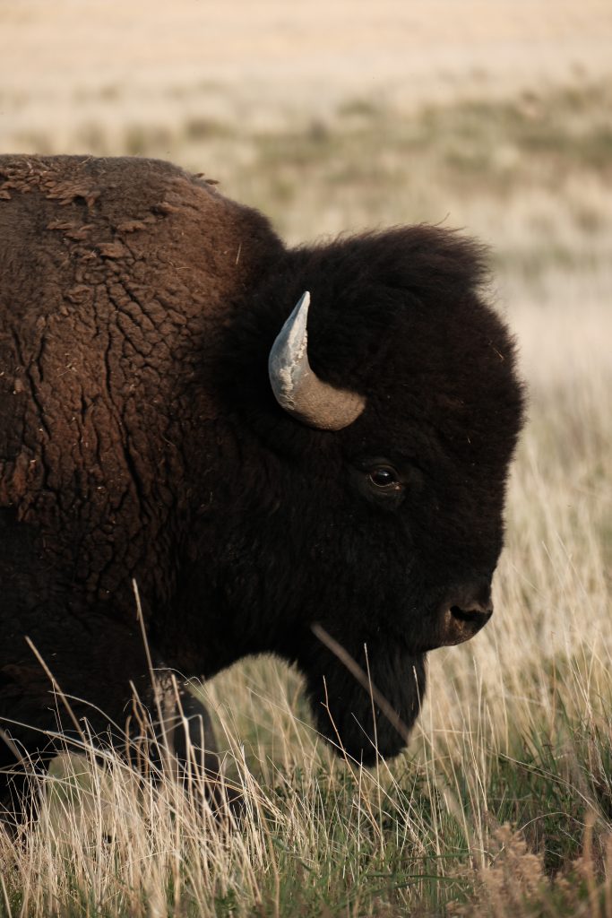 Antelope Island, Utah, USA