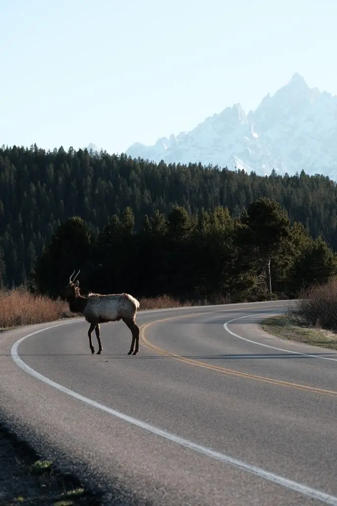 Grand Teton National Park, Wyoming, USA