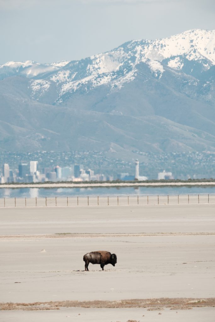 Antelope Island, Utah, USA