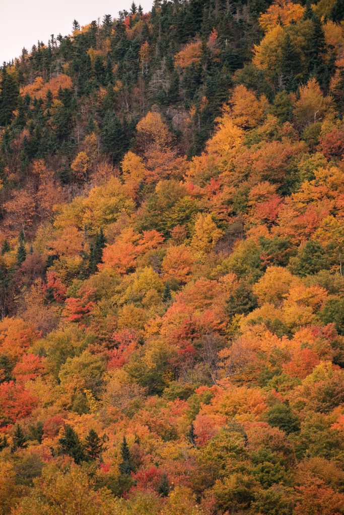 fall, White Mountain State Forest, New Hampshire fall, New England