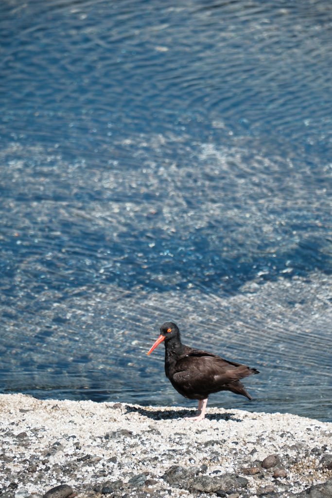 2 day Saturna Island itinerary