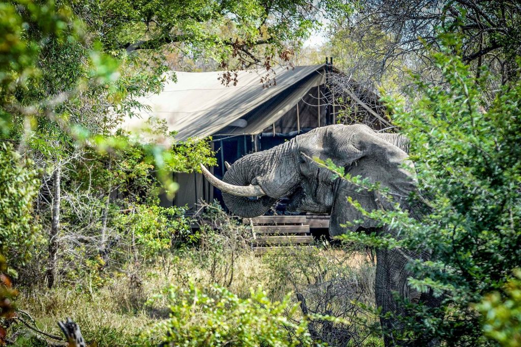 Kruger National Park accommodation Honeyguide Manotebeni