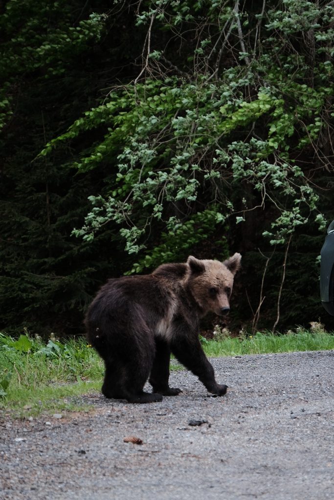 Brown Bear, Transylvania, Romania itinerary