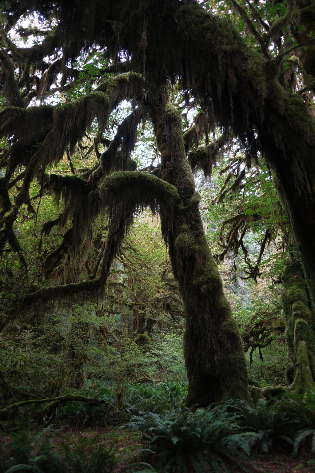 Hoh Rainforest, Olympic National Park, Washington itinerary
