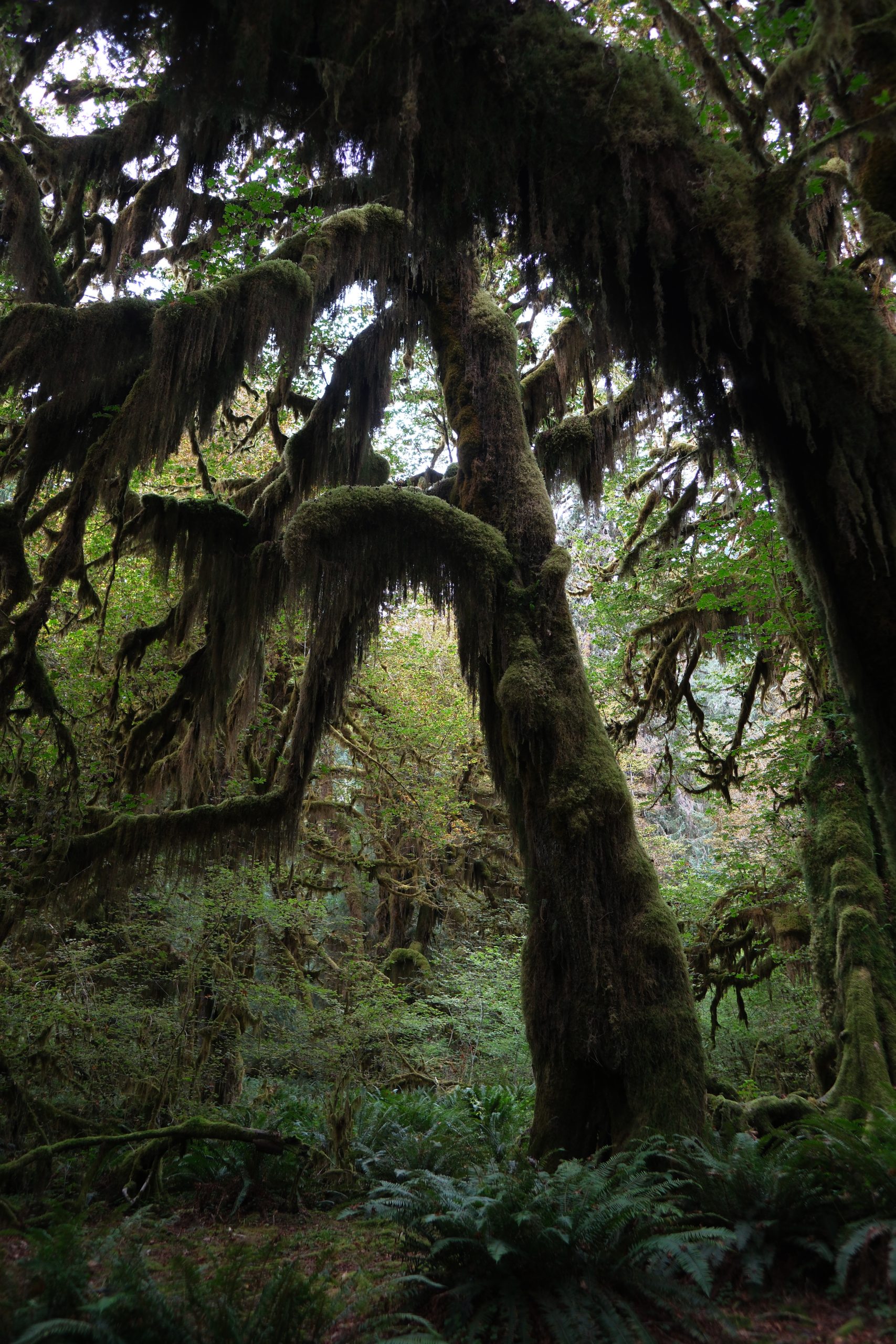Hoh Rainforest, Olympic National Park, Washington itinerary