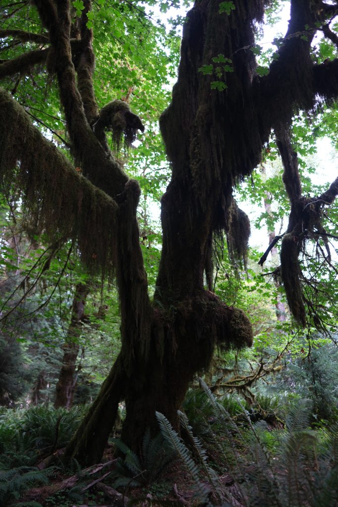 Hoh Rainforest, Olympic National Park, Washington itinerary